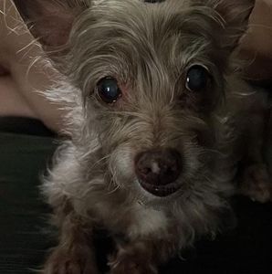 Meet your Posher, Mitzi